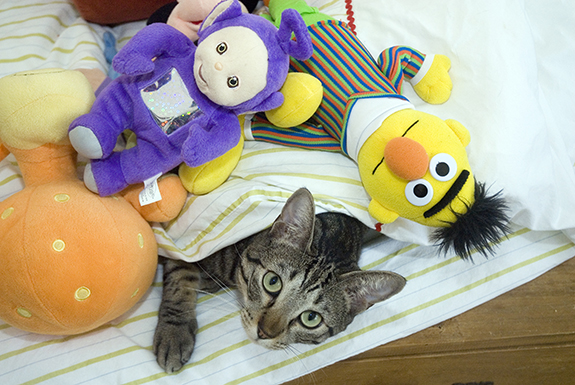 murray_stuffed575 murray_stuffed575