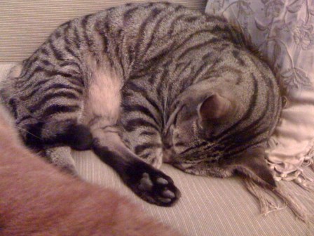 4094571084_9b1cb8e903_o